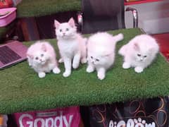 Persian kitten available 0