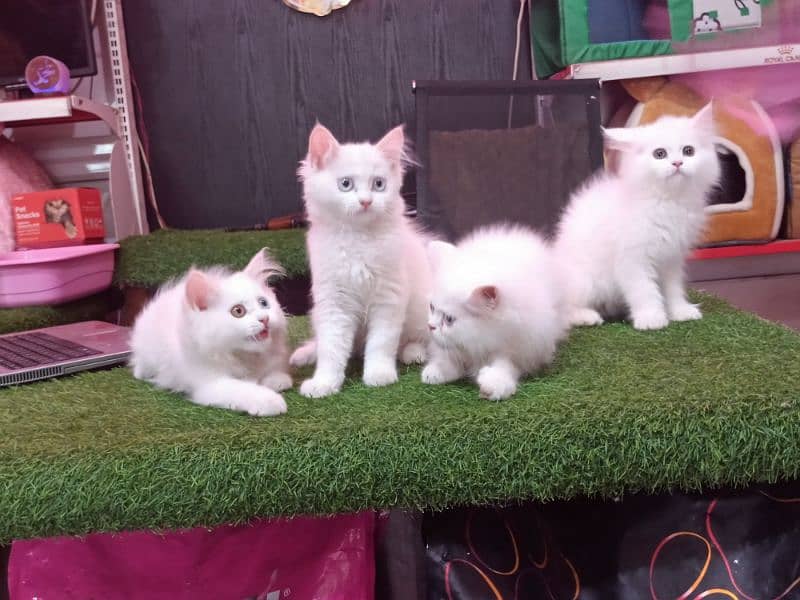 Persian kitten available 2