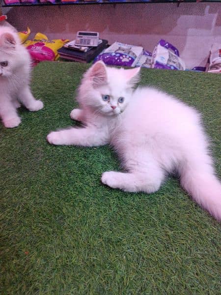 Persian kitten available 4