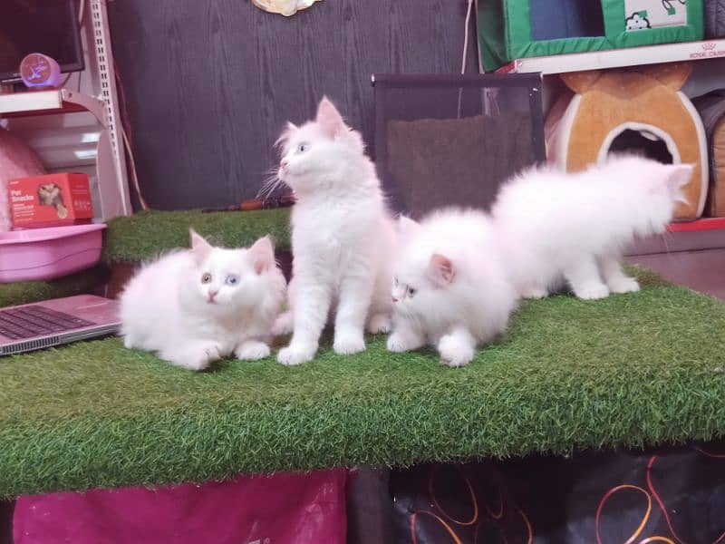 Persian kitten available 5