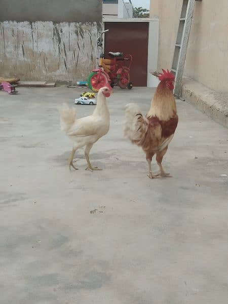 Cock & 2 hens. 0