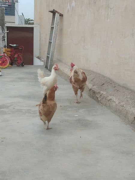 Cock & 2 hens. 1
