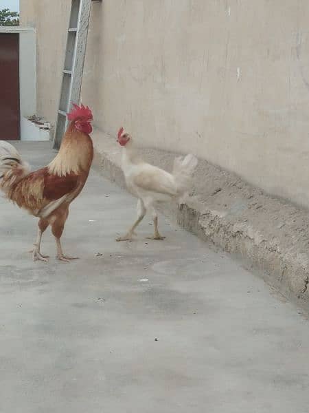 Cock & 2 hens. 2