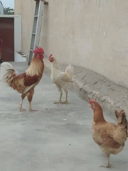 Cock & 2 hens. 3