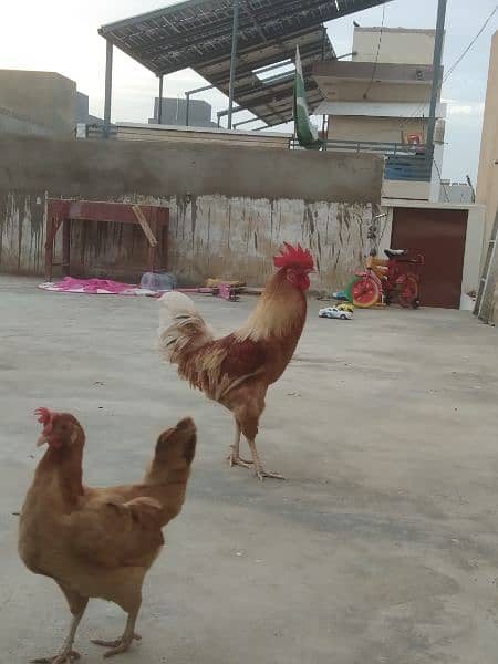 Cock & 2 hens. 5