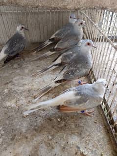 blue pied dove for sell