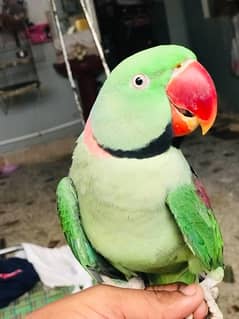 raw parrot pahari