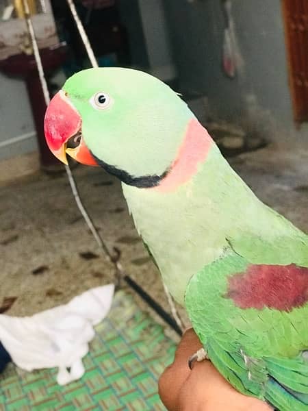 raw parrot pahari 1