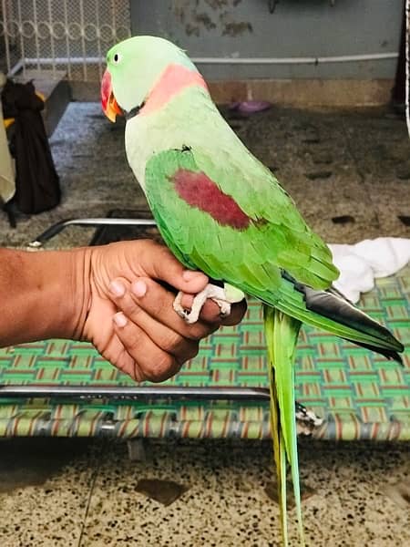 raw parrot pahari 2