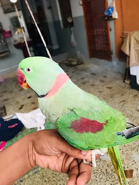 raw parrot pahari 3