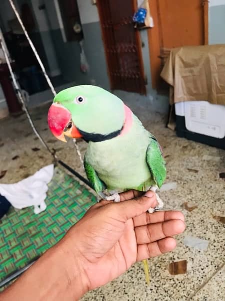 raw parrot pahari 4