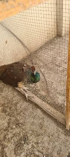 Peacock Female egg laying