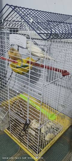 canary breading pair available