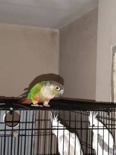 GREEN CHEEK CONURE _COCKTAIL V PIED_BLUE MASK LOVEBIRDS in cheap price