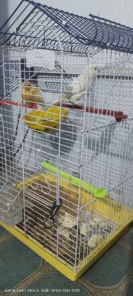 canary breading pair available full singing karta hai 6