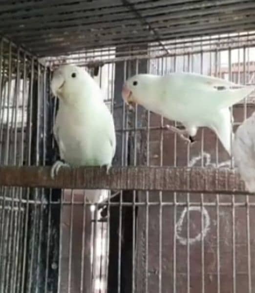Albino split red eyes/Pasnta red eyes breeder pair and ready to breed 1