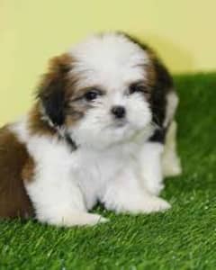 shihtzu puppies available