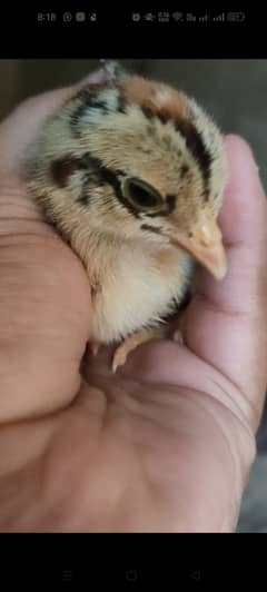 Aseel quality chicks available for sell