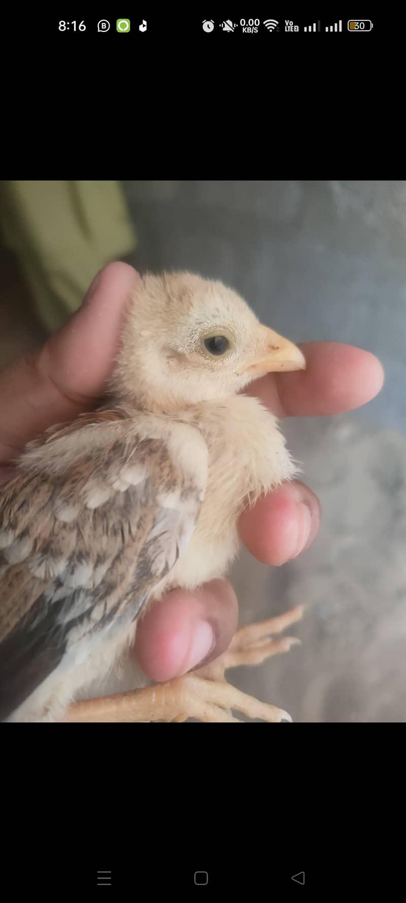 Aseel pure Peele and mianwali lakhay quality chicks available for sell 7
