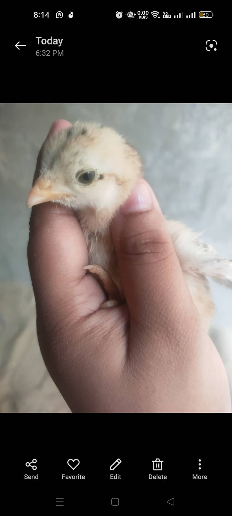Aseel pure Peele and mianwali lakhay quality chicks available for sell 12