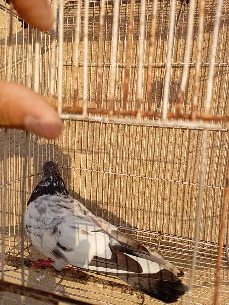 hy flyers pigeon good healthy and active pigeon  0+3+1+4+2+3+1+9+2+2+0 6