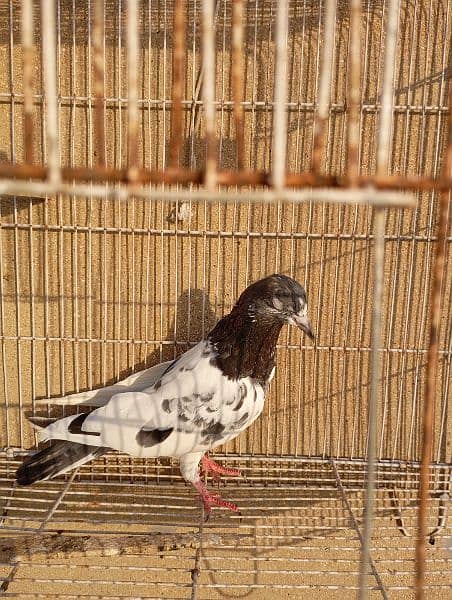 hy flyers pigeon good healthy and active pigeon  0+3+1+4+2+3+1+9+2+2+0 17