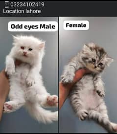 kittens available