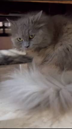 PURE PERSIAN FEMALE CAT IMPORTED FROM TURKEY JUST IN 6500