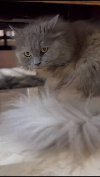 PURE PERSIAN FEMALE CAT IMPORTED FROM TURKEY JUST IN 6500 0