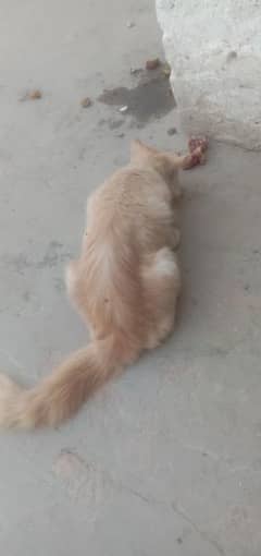 I want to Sale My Persian kitten brown Colore Beautiful 03027917264