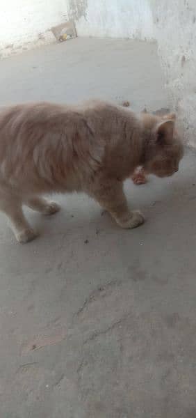 I want to Sale My Persian kitten brown Colore Beautiful 03027917264 2