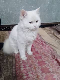 Whatsapp : 03449049584/white Persian cat with yellow eyes triple coat