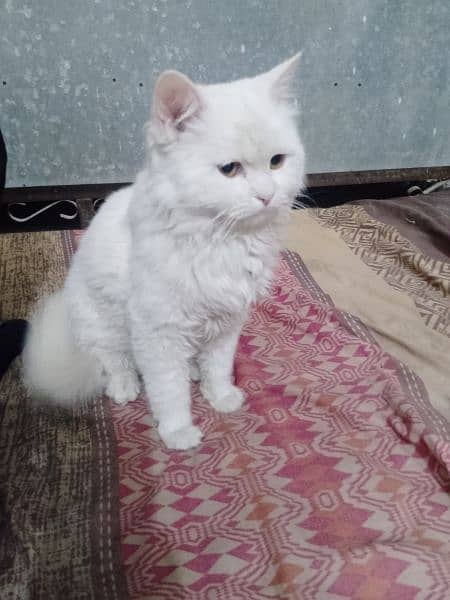 Whatsapp : 03449049584/white Persian cat with yellow eyes triple coat 0