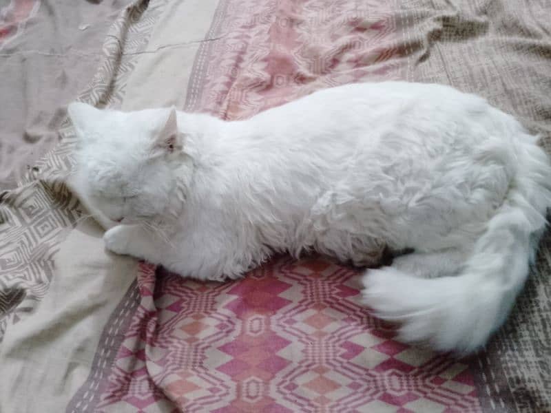Whatsapp : 03449049584/white Persian cat with yellow eyes triple coat 3