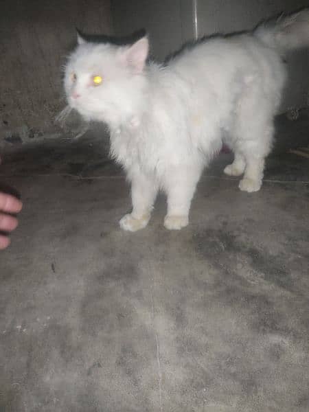 Punch Face Triple Cott Male Cat Persian Full White 4
