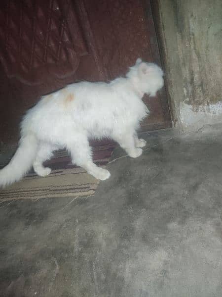 Punch Face Triple Cott Male Cat Persian Full White 6