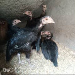 Aseel chicks and Hen for sale in best price.