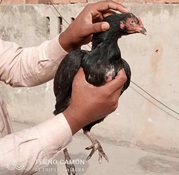 Aseel chicks and Hen for sale in best price. 4