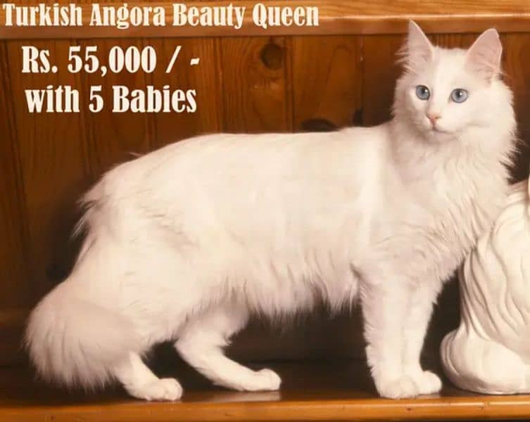 turkish   angora double coated white Persian breeder age 0