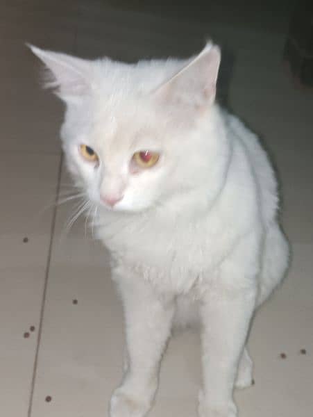 turkish   angora double coated white Persian breeder age 4