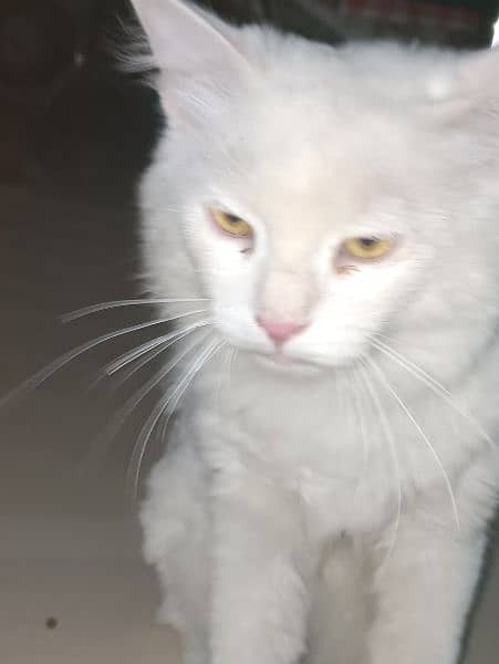 turkish   angora double coated white Persian breeder age 5