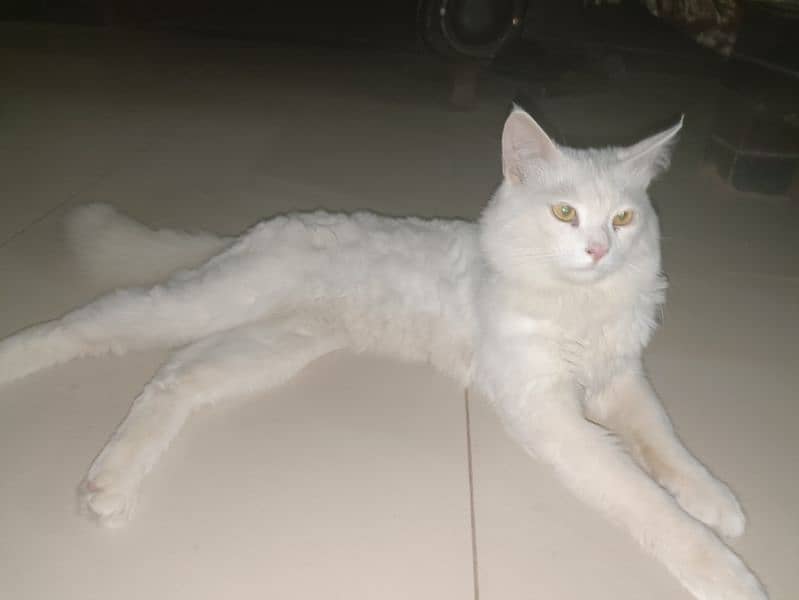 turkish   angora double coated white Persian breeder age 6