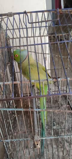 Ringneck Breeder Male Available