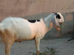Bakra for sale age 1.4 saal
