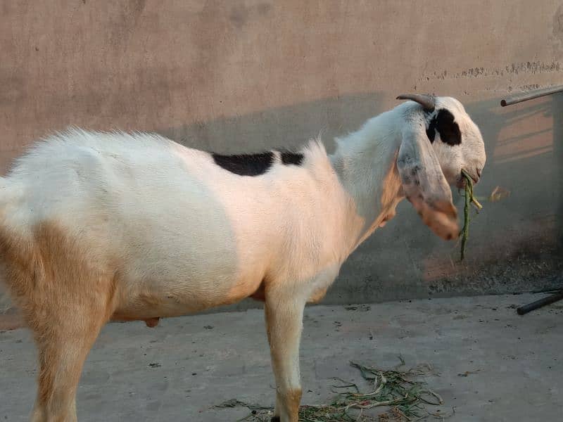 Bakra for sale age 1.4 saal 0