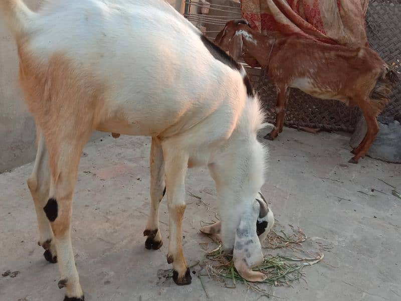 Bakra for sale age 1.4 saal 1