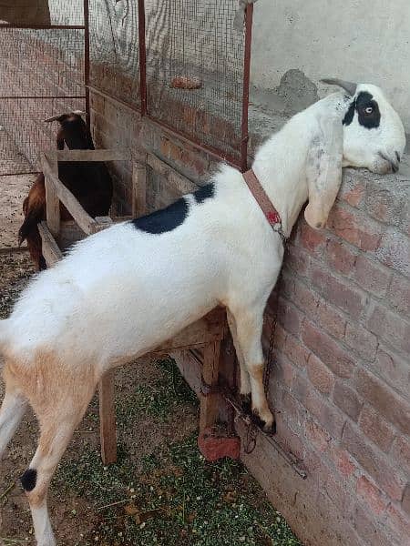 Bakra for sale age 1.4 saal 2