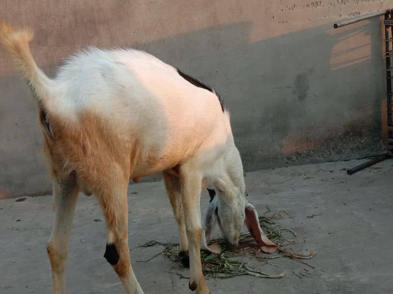 Bakra for sale age 1.4 saal 3
