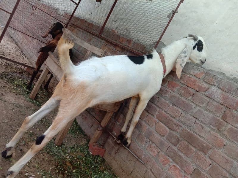 Bakra for sale age 1.4 saal 4