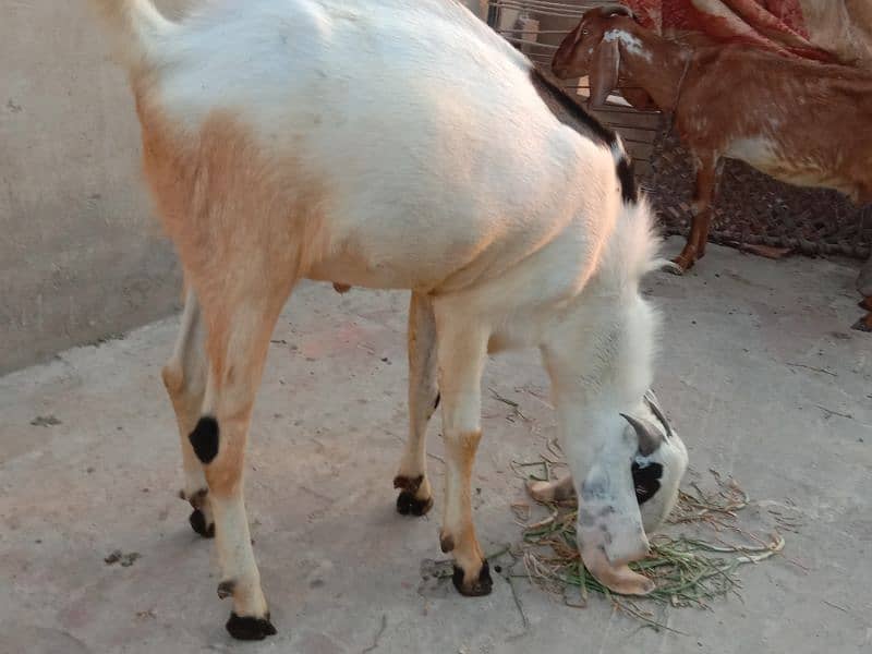Bakra for sale age 1.4 saal 5
